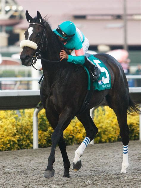 zenyatta - 2004 | Horses, Zenyatta horse, Horse breeds