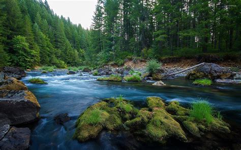 Forest river [2] wallpaper - Nature wallpapers - #46210