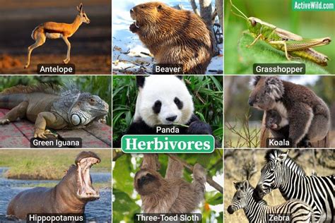 What Do Animals Eat? Carnivores Vs Omnivores Vs Herbivores & More ...