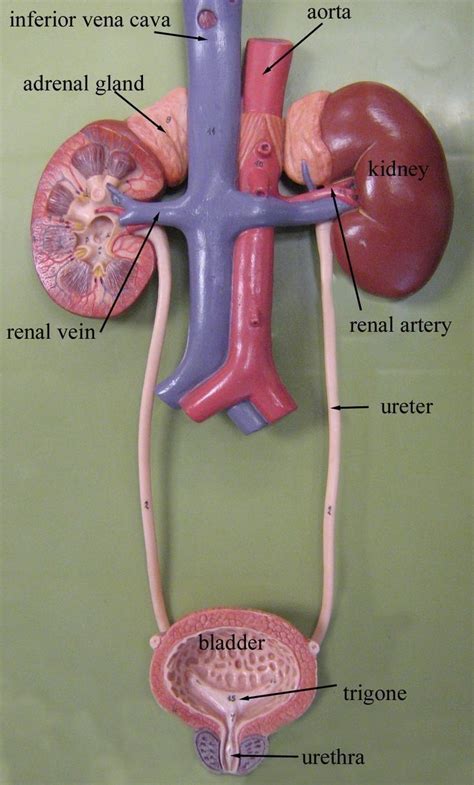 Pin by Marcela Infante on Anatomia dibujo | Anatomy and physiology, Basic anatomy and physiology ...