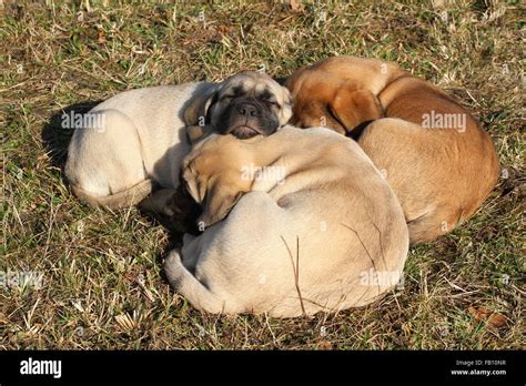 Old English Mastiff Puppies Stock Photo - Alamy