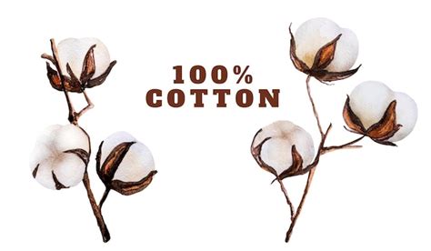 Premium Photo | Cotton bud flowers watercolor drawings