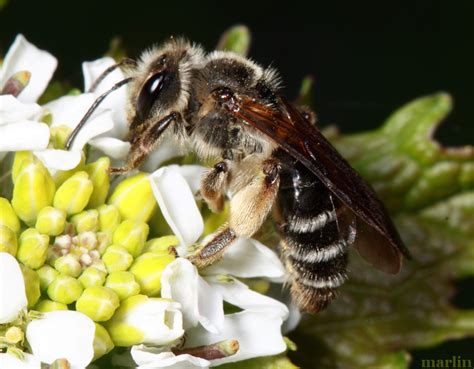 Halictid Bees - Family Halictidae - North American Insects & Spiders