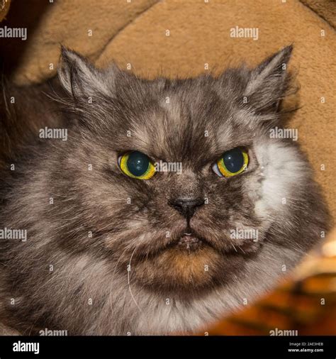 angry persian cat Stock Photo - Alamy