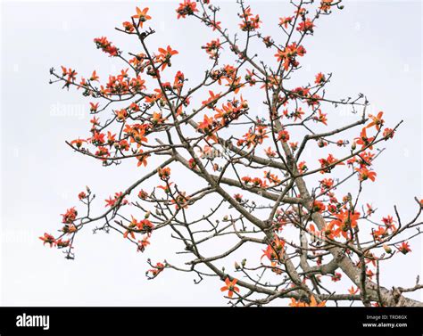 The beautiful Bombax Ceiba flower blooms in spring. This flower works as a medicine to treat ...