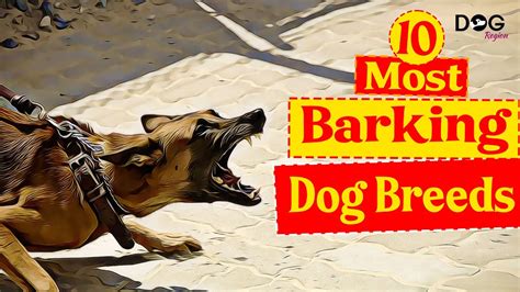 10 Dog Breeds That Bark The Most - YouTube