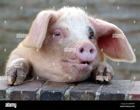 Mary arden hi-res stock photography and images - Alamy