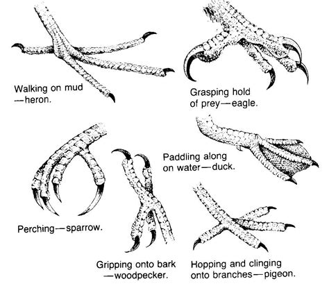 Animal Information and Facts | Roswell, NM