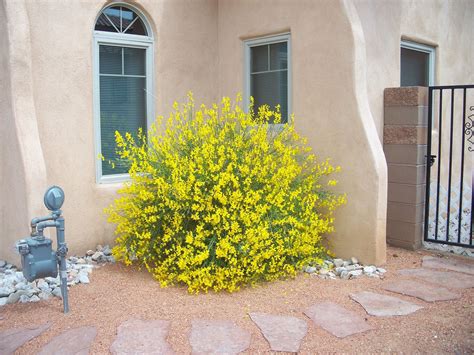 Spanish Broom ( Spartium junceum ) is a perennial, evergreen, nitrogen-fixing (leguminous) shrub ...