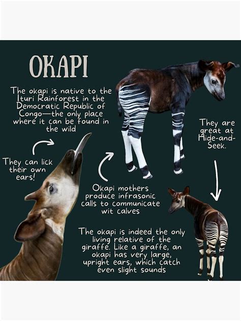 "Okapi Fun Facts" Poster by KyleNesas | Redbubble