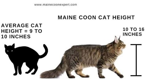 Pin on Maine Coon Cat - Breed's Facts