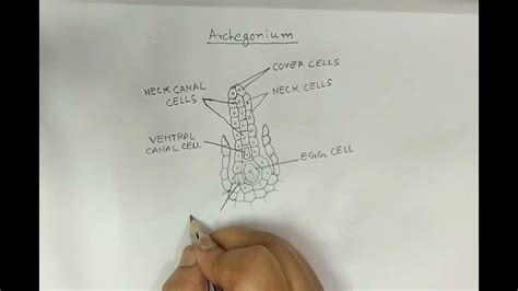 A Mature Archegonium Diagram/ Archegonium structure / - YouTube