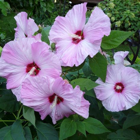 20 Hardy Pink Rose Mallow Hibiscus Seeds