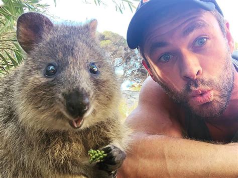 How Selfies with Quokkas on Rottnest Island Are Helping the Quokka ...