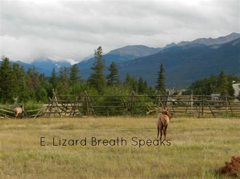 wildlife in Jasper National Park