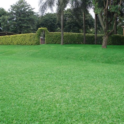 Sementes de Grama Bermuda Grass 3g - TSV Sementes Linha Jardim | Plantei