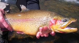 CUTBOW TROUT