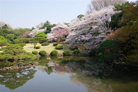 Shinjuku Park (Shinjuku Gyoen), Tokyo | Tickets & Tours - 2024