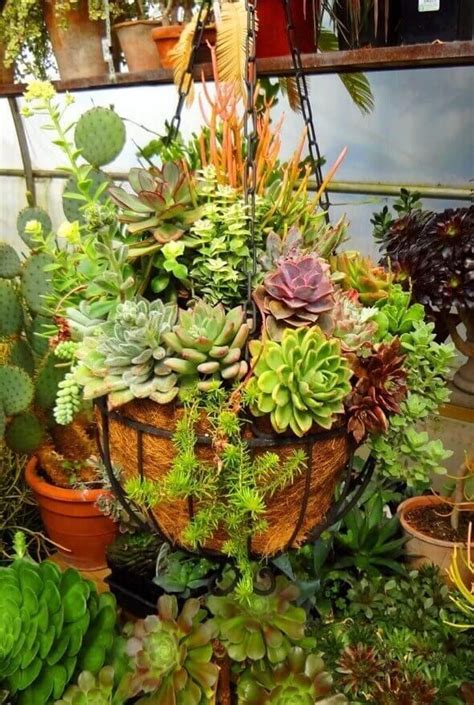 25 Creative Hanging Basket Designs | Hanging plants outdoor, Planting succulents, Flowering ...