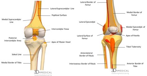 Mono Egoísmo multitud femur tibia fibula anatomy complejidad El propietario Tumor maligno