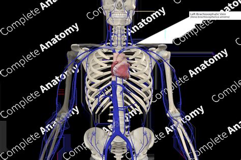 Left Brachiocephalic Vein | Complete Anatomy