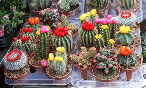 IF IT'S COLOR YOU WANT GROW CACTI - gardenpicsandtips.com