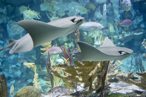 Shedd Stingray Touch: Aquarium Invites Guests Get A Feel For Stingrays ...