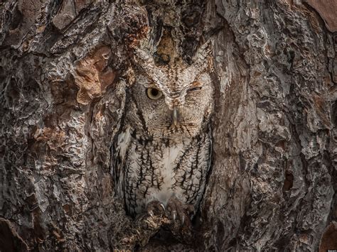 Eastern Screech Owl Is Perfectly Camouflaged In Georgia Forest ...