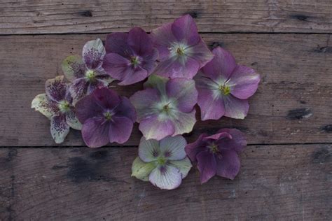 Say hello to hellebores - Floret Flowers