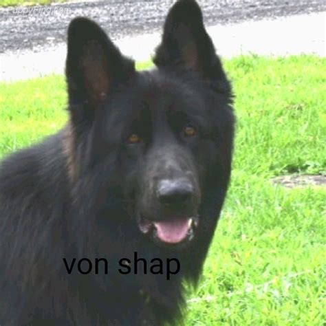 von shap haus | German Shepherd Dog Breeder | Woodsfield