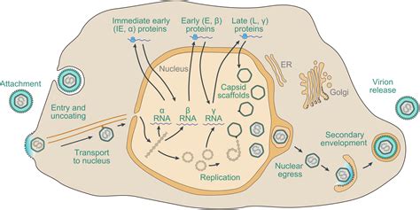 Herpes Virus Structure