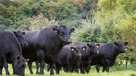 Mark Your Calendars: Northern Ireland's Premier Aberdeen Angus Sale Coming to Dungannon Farmers ...