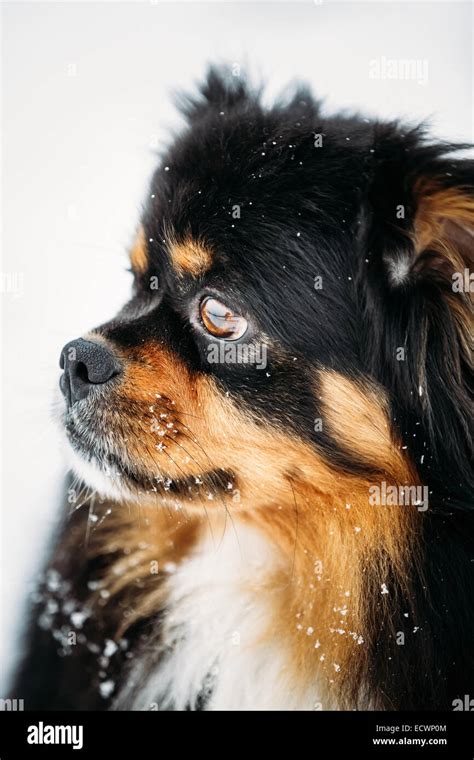 Black And Brown Colors Pekingese Pekinese Peke Whelp Puppy Dog Close Portrait Stock Photo - Alamy