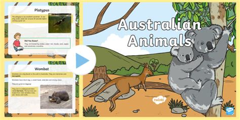 Native Australian Animals - Australian Animals List - Twinkl