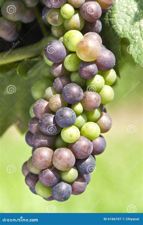 Cabernet Franc Grapes Ripening Stock Image - Image of summer, wine: 6166107