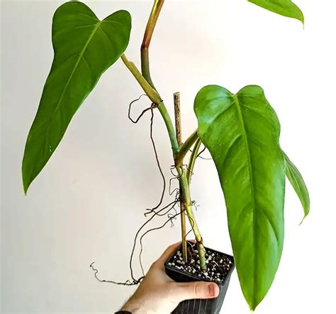 Philodendron Domesticum Care and Propagation Tips - Xu Farm