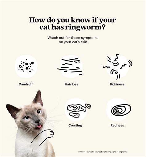 Ringworm in cats: symptoms and treatment