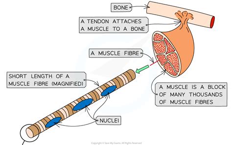 The Structure of Skeletal Muscle | AQA A Level Biology Revision Notes 2017