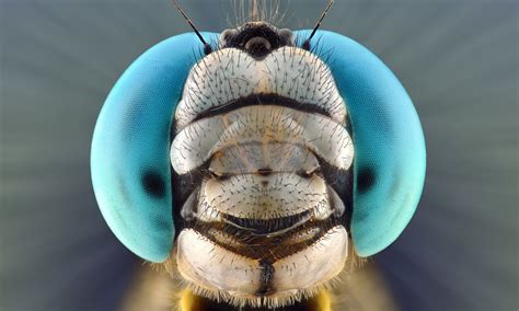 Face your fears: extreme creepy-crawly close-ups – in pictures ...