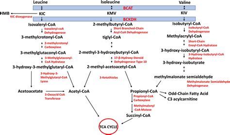 Frontiers | Branched-chain Amino Acids: Catabolism in Skeletal Muscle and Implications for ...