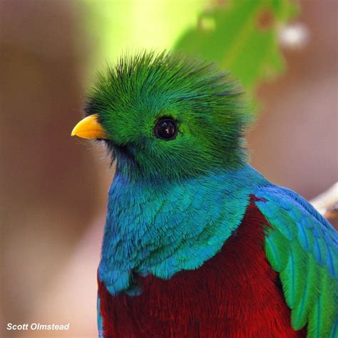 Guatemala national bird, Quetzal | biodiversity :: | Pinterest