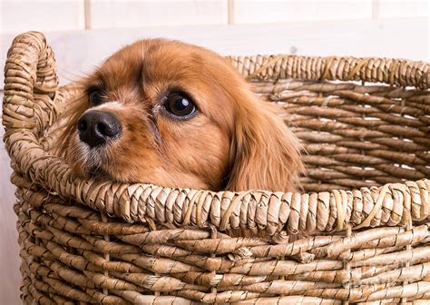 Puppy in a laundry basket Photograph by Edward Fielding - Fine Art America