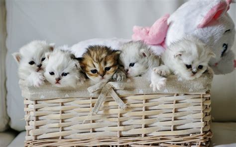 Five kittens in wicker basket HD wallpaper | Wallpaper Flare