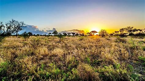 Grasslands Biome Plants