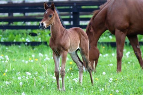 Embryo Transfer – Tomlinson Equine