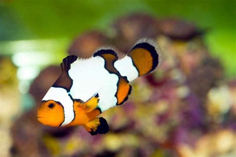 Snowflake clownfish: tank size, diet, lifespan and more