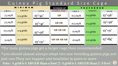 How Big Should A Guinea Pig Cage Be? Choosing The Perfect One!