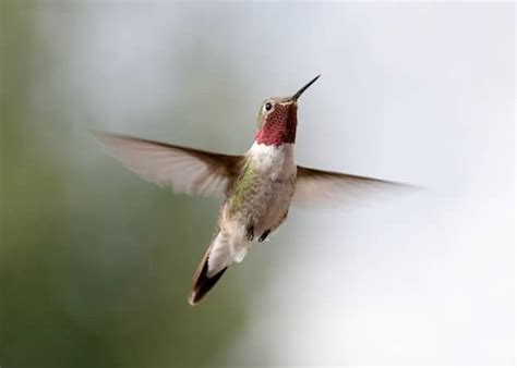 Hummingbird Anatomy - Hummingbird Facts and Information