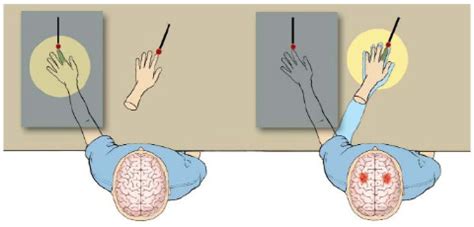 Embodied Approach: Rubber Hand Illusion