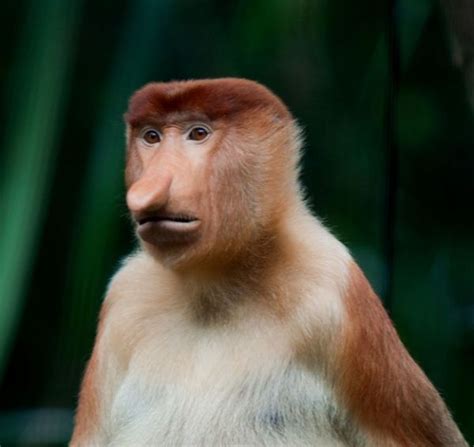 strange monkey | Animais esquisitos, Esquisito, Animais